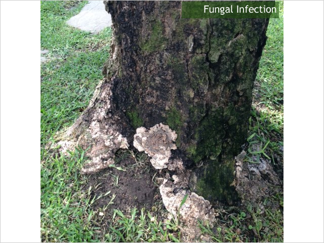 tree fungal infection in texas