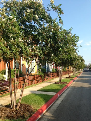 cedar-park-tree-trimming-company