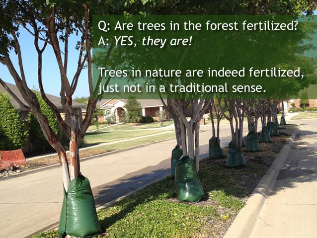 austin-tree-fertilization