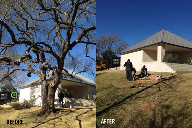 before-after-austin-tree-removal-service