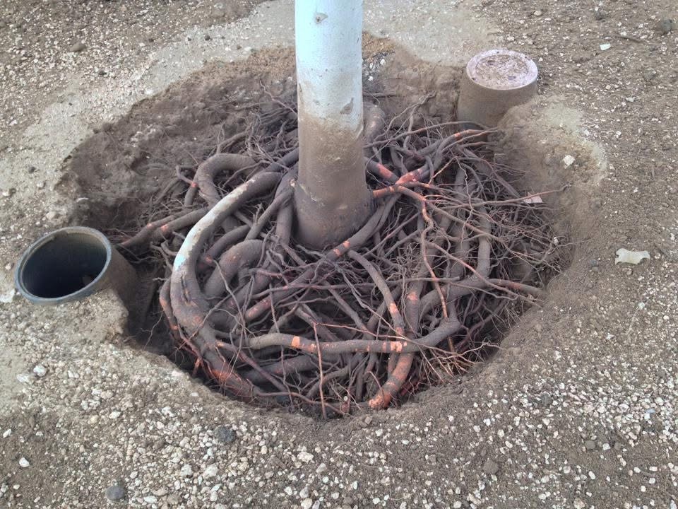 Air spade equipment exposing tree root flare