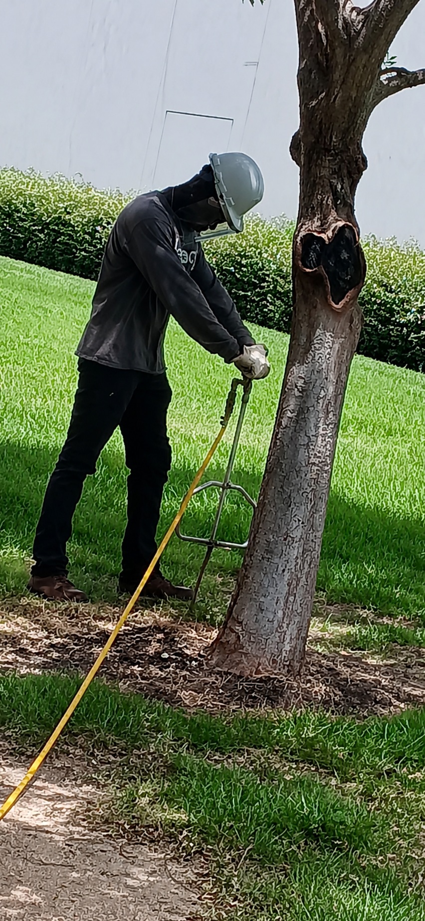 Deep root fertilization treatment being applied to a tree