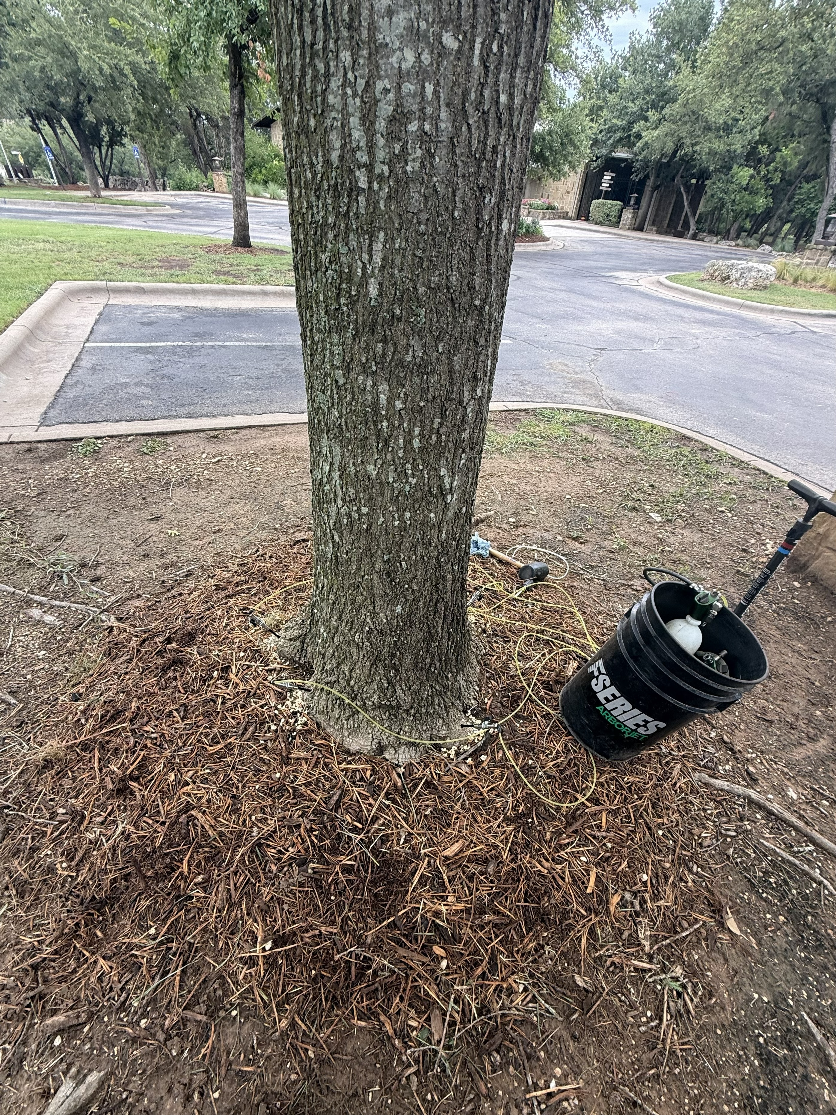 Certified arborist examining tree for signs of insect damage or disease