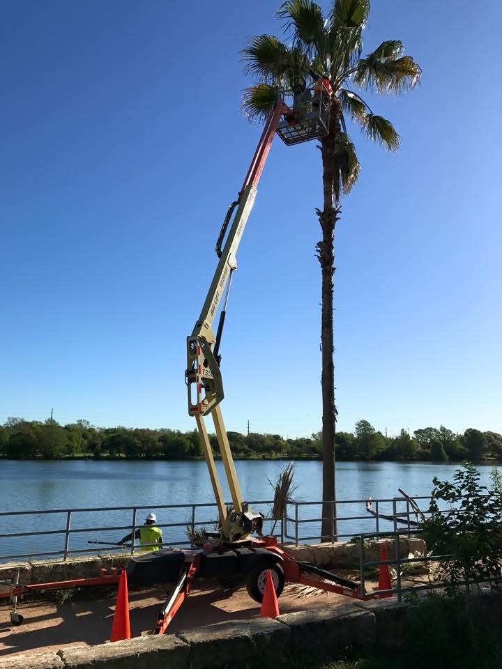 Arborist pruning palm trees