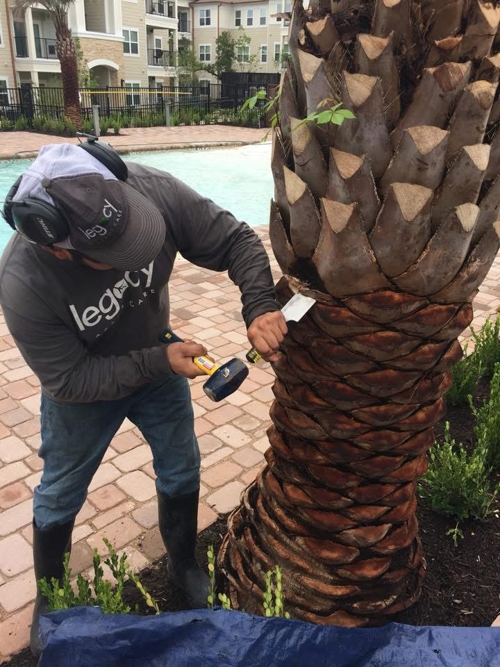 Palm trunk detail after pruning