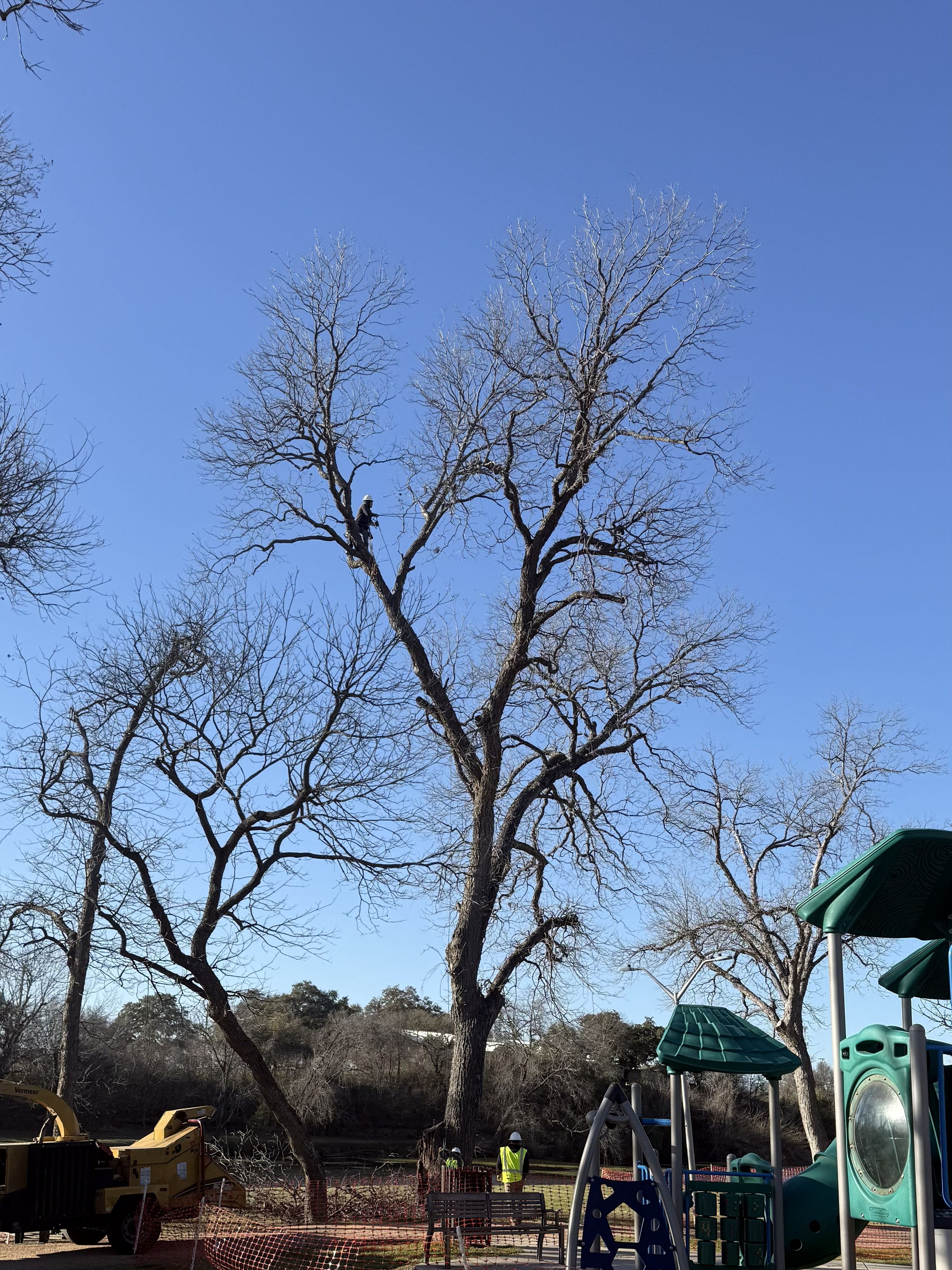 Tree removal in progress